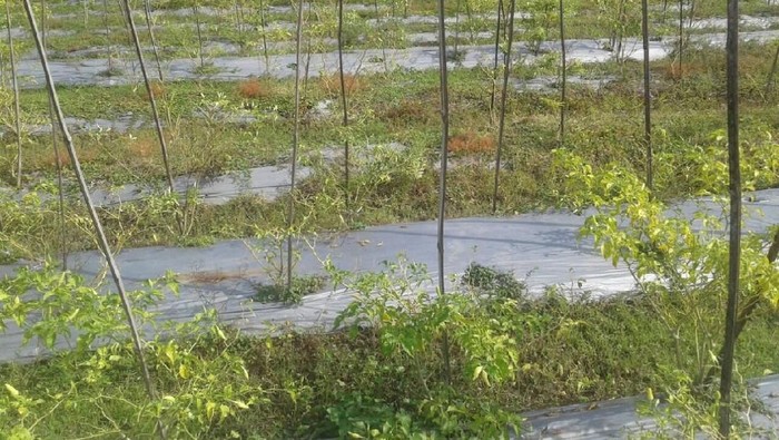Musim Hujan Bikin Kesal Petani Cabai Ponorogo