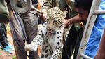 Foto: Proses Evakuasi Macan Tutul dari Dalam Sumur di India