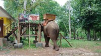 Foto: Selain belajar tentang satwa, traveler juga bisa piknik bersama keluarga. Karena ada tempat pentas khusus yang disediakan untuk menghibur pengunjung (Bonauli/detikTravel)