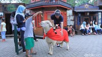 Pengunjung juga bisa berinterkasi langsung dengan domba morino atau domba peranakan Australia yang diternakan langsung di objek wisata ini (Wisma Putra/detikTravel)