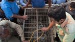 Foto: Proses Evakuasi Macan Tutul dari Dalam Sumur di India