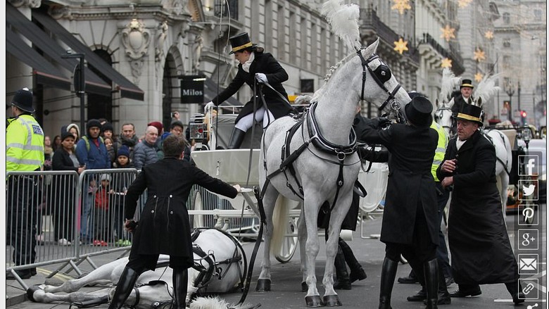 Kuda yang mendadak pingsan di parade Tahun Baru London (dok DailyMail) Kuda yang mendadak pingsan di parade Tahun Baru London (dok DailyMail)