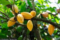 30 Tahun Lagi Tanaman Cokelat Bakal Punah dari Bumi, Ini Alasannya!