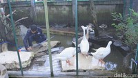 Beragam hewan jinak yang bisa dilihat para pengunjung. Ada kadal panama, iguana, sugar glider, angsa, burung merpati, ayam, anak sapi, musang dan lainnya (Wisma Putra/detikTravel)