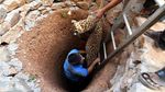 Foto: Proses Evakuasi Macan Tutul dari Dalam Sumur di India