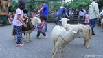 Foto: Ide Libur Akhir Pekan, Kebun Binatang Mini di Lembang