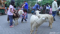 Selain memberikan pakan, wisatawan juga bebas berfoto ria dengan binatang berbulu tebal itu. (Wisma Putra/detikTravel)
