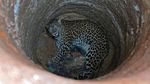 Foto: Proses Evakuasi Macan Tutul dari Dalam Sumur di India