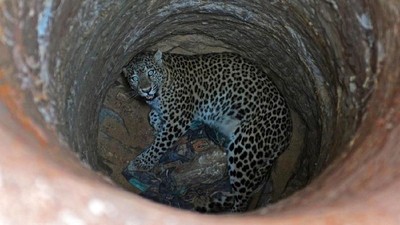 Foto: Proses Evakuasi Macan Tutul dari Dalam Sumur di India