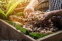 30 Tahun Lagi Tanaman Cokelat Bakal Punah dari Bumi, Ini Alasannya!
