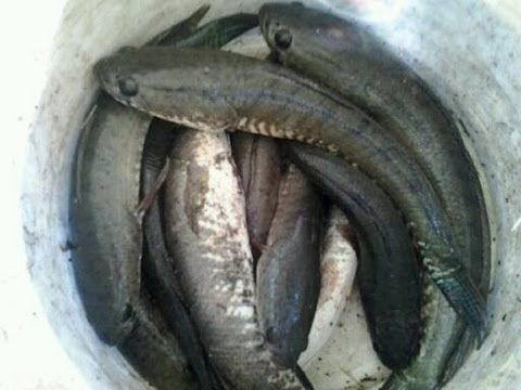 olahan ikan haruan dari Kalimantan