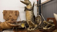 Begitu pun sepatu dari kulit ular, sampai obat yang terbuat dari tulang harimau (Reuters)