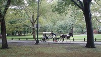 Central Park juga menjadi tempat para pengamat burung berkumpul (Foto: Dok. brennolx via centralpark.com)
