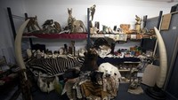 Bandara Heathrow di London, punya tempat penyimpanan barang sitaan yang terbuat dari hewan langka. Dari buaya yang diawetkan sampai gading gajah yang dilindungi (Reuters)