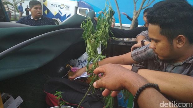  Tanaman ganja yang ditemukan di LP Banda Aceh, Kamis (4/1/2018)