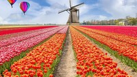 Keukenhof, Belanda. Waktu adalah segalanya, karena Taman Keukenhof ini hanya akan terlihat cantik dan hidup di antara pertengahan Maret hingga pertengahan Mei, ketika lebih dari 7 juta tulip, bakung, dan hyacinth bermekaran. Lokasinya ada di Stationsweg, Lisse, Belanda (Dok. Thinkstock)