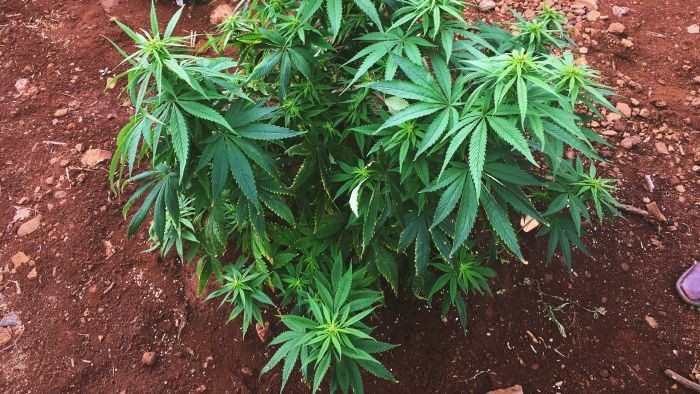Australia Berambisi Kuasai Pasar Ganja untuk Pengobatan