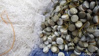 Langkah Pemerintah melalui Kementerian Kelautan dan Perikanan dalam memberikan bantuan alat tangkap sebagai pengganti cantrang pun dirasa belum maksimal. Alat berupa tramel net dan gillnet melenium bantuan pemerintah untuk nelayan, belum semuanya mendapatkannya.