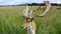 Phoenix Park, Irlandia. Di Phoenix Park, Irlandia terdapat ratusan rusa liar berkeliaran di Danau Furry Glen hingga Kastil Ashtown abad ke-15 yang menjadi daya tarik utama. Luasnya lebih dari 1.700 hektar yang terletak di sebelah barat pusat kota(Dok. Thinkstock)