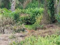 Cekrek! Harimau Sumatera Tertangkap Kamera, Pemangsa Jumiati?