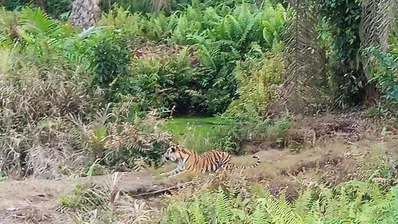 Aktivis Tolak Seruan Bunuh Harimau Bonita yang Mangsa 2 Warga Aktivis Tolak Seruan Bunuh Harimau Bonita yang Mangsa 2 Warga