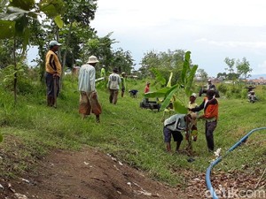 Protes Saluran Irigasi Kering, Petani di Brebes Tanami Pisang