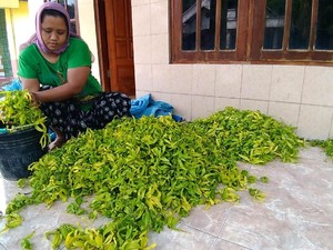 Bunga Kenanga Jadi Penghasilan Tersendiri Sambil Tunggu Masa Panen