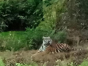 Cekrek! Harimau Sumatera Tertangkap Kamera, Pemangsa Jumiati?