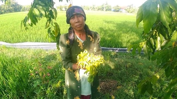 Warga memperlihatkan bunga kenanga yang baru saja dipanen