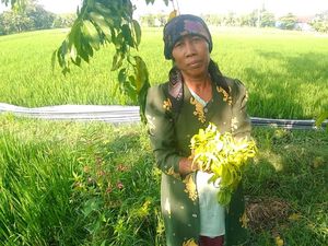 Saat Hari Tertentu, Bunga Kenanga Membuat Senyum Warga Semringah