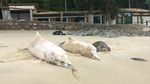 Foto: Tragis! 88 Lumba-lumba di Teluk Sepetiba Brasil Mati