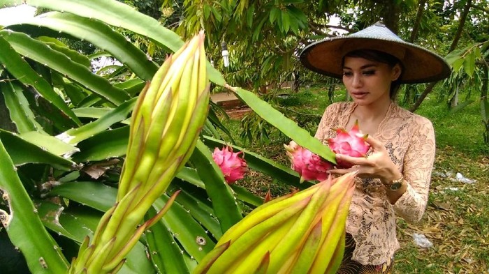Gresik Kini Punya Wisata Agro Petik Buah Naga Penasaran Gresik Kini Punya Wisata Agro Petik Buah Naga Penasaran