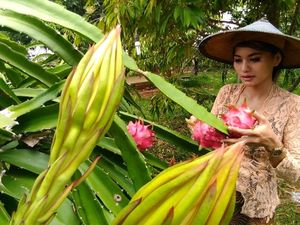 Asyik! Petik dan Santap Langsung Buah Naga di Gresik
