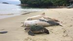 Foto: Tragis! 88 Lumba-lumba di Teluk Sepetiba Brasil Mati