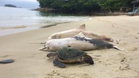 Sepanjang 18 hari terakhir ini, para ilmuwan menemukan lebih dari 80 lumba-lumba di Teluk Sepetiba, yang berjarak 72 kilometer dari Rio de Janeiro, mati. Jumlah ini mencapai 10 persen dari total populasi lumba-lumba yang hidup di kawasan tersebut. (Foto: dok. Instituto Boto Cinza)