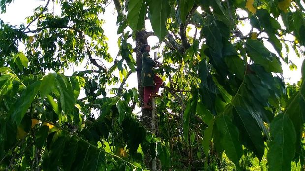 Bunga Kenanga Jadi Penghasilan Tersendiri Sambil Tunggu Masa Panen