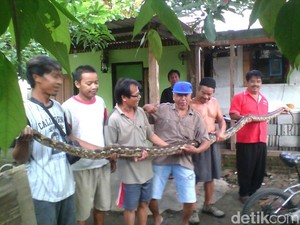 Ular Sepanjang 4 Meter Jatuh dari Eternit Rumah Warga di Yogya
