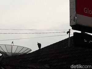 Penangkapan Burung Merak yang Berkeliaran di Magelang Dihentikan