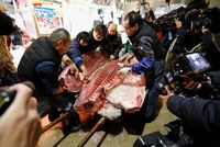 Seekor Ikan Tuna Bluefin Seberat 405 Kg Berhasil Dilelang Seharga Rp 4.4 Milliar