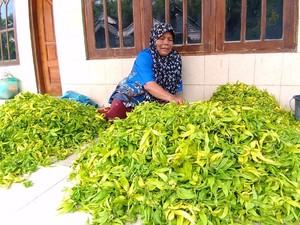 Dikenal Sebagai Penghasil Kenanga, Ini Kata Kepala Desa Dukuhkembar