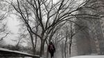 Potret Badai Salju di New York, Central Park Memutih