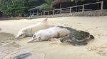 Foto: Tragis! 88 Lumba-lumba di Teluk Sepetiba Brasil Mati