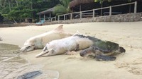 Tak hanya lumba-lumba, penyu pun juga ditemukan mati. Dugaan sementara para satwa laut ini mati akibat bakteri atau virus. (Foto: dok. Instituto Boto Cinza)