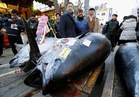 Seekor Ikan Tuna Bluefin Seberat 405 Kg Berhasil Dilelang Seharga Rp 4.4 Milliar