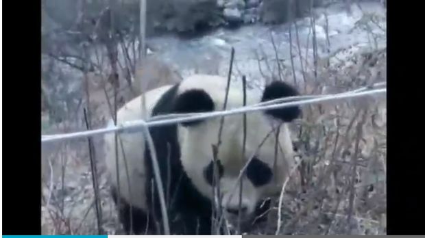  Panda liar raksasa ini sedang berjalan santai saat tertangkap kamera