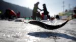 Semarak Festival Memancing Ikan Tahunan di Korsel