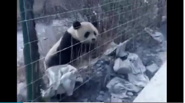 Setelah menyadari diikuti, panda ini kemudian lari ke arah hutan