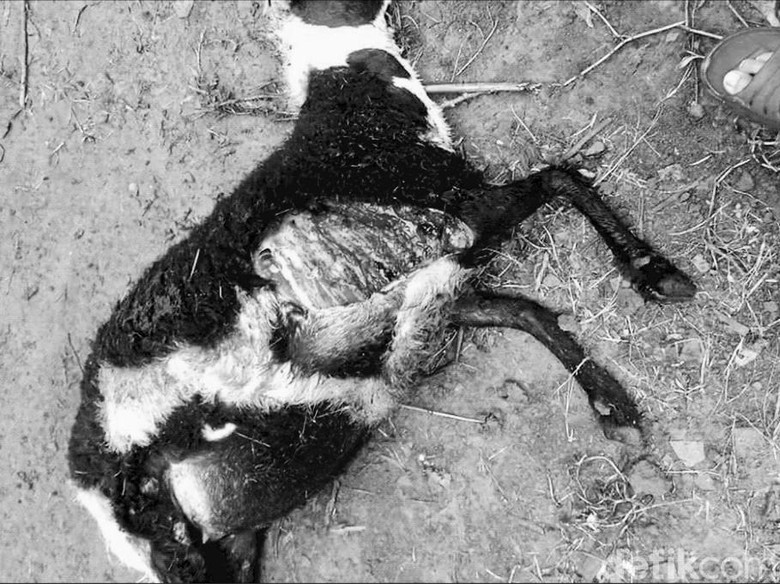 Domba Milik Warga di Desa Sindangraja Sukabumi Mati Misterius Domba Milik Warga di Desa Sindangraja Sukabumi Mati Misterius