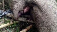 Informasi gajah mati ini pertama kali dilaporkan oleh Kepala Desa Kota Dalam, Syamsul Nasution dan ditemukan sekitar Pukul 08.00 WIB. Polsek Mekakau sudah cek ke lokasi dan ditemukan gajah yang positif berjenis kelamin laki-laki dengan gading sudah tidak ada, mulut berdarah dan perut kembung, kata Kapolres Oku Selatan, AKBP Ferry Harahap saat dikomfirmasi detikcom, Minggu (7/1/2017).