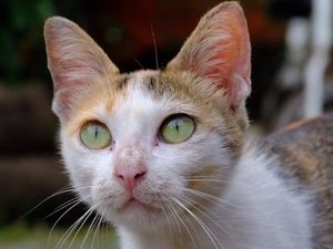 Kucing Datang ke Rumah Pertanda Apa? Ini Artinya dalam Islam